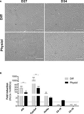 Improving human mesenchymal stem cell-derived hepatic cell energy metabolism by manipulating glucose homeostasis and glucocorticoid signaling